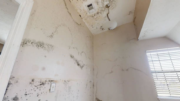 Central City, PA Mold Removal Company